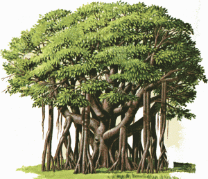 banyan 
